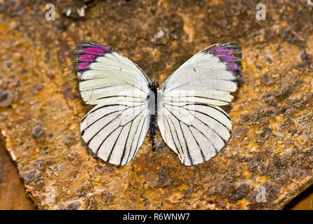 Ein unverwechselbares Schmetterling von Wäldern und miombo, und ihre capterpillars spezialisieren sich über die Fütterung Caper bush Laub Stockfoto