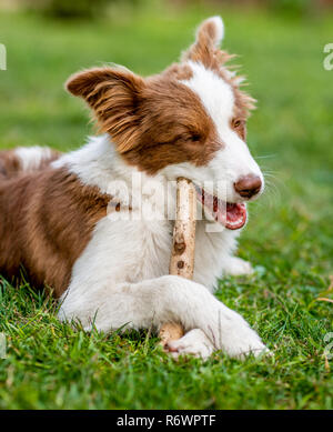 Braun Border Collie Hund spielt mit einem Stock Stockfoto