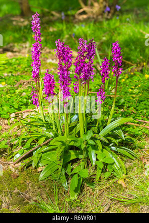 Orchidee (Orchis mascula) Early purple orchid mit glänzender grüne Blätter und dunkle Flecken in natürlichen Waldgebiet mit Glockenblumen und Schöllkraut. Porträt Stockfoto