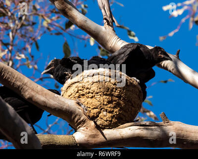 White-winged Alpenkrähe (Corcorax melanorhamphos) Rennen bin elanorhamphos' Stockfoto