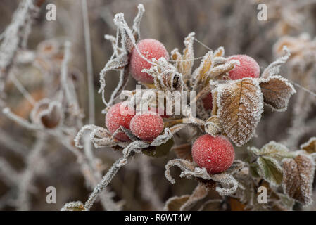 Rosenblüten und Hüften mit Raureif Makro selektiven Fokus abgedeckt Stockfoto