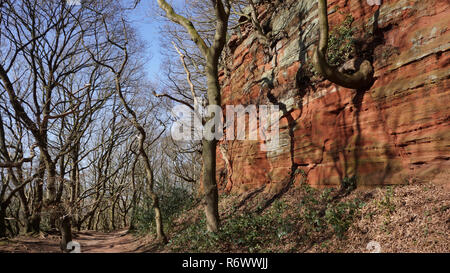 Blue Sky verbessert die Szene als ein Weg schlängelt sich durch skelettartige wie dunkelbraun Laubbäume begrenzt durch die hohen rötlich-braune Sandstein Felsen Stockfoto