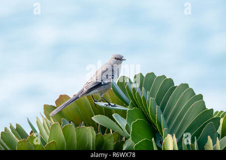 Eine nördliche Mockingbird (Mimus polyglottos) in Punta De Mita, Nayarit, Mexiko gehockt Stockfoto