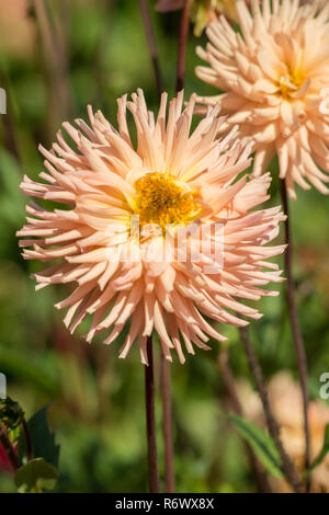 Nahaufnahme einer rosa Semi Cactus Dahlien (Asteraceae) Blüte im Morgenlicht. Stockfoto