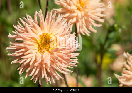 Nahaufnahme einer rosa Semi Cactus Dahlien (Asteraceae) Blüte im Morgenlicht. Stockfoto