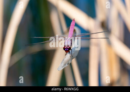 Schöne und helle lila Roseate Skimmer (Orthemis ferruginea) auf getrocknete Holz in tropischen Punta De Mita, Nayarit, Mexiko gehockt Stockfoto