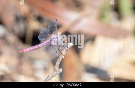 Schöne und helle lila Roseate Skimmer (Orthemis ferruginea) auf getrocknete Holz in tropischen Punta De Mita, Nayarit, Mexiko gehockt Stockfoto