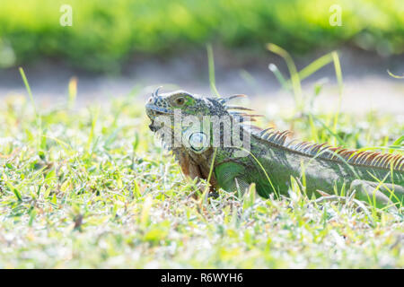 Ein Grüner Leguan frisst Gras auf einem Strand in Punta De Mita, Nayarit, Mexiko Stockfoto