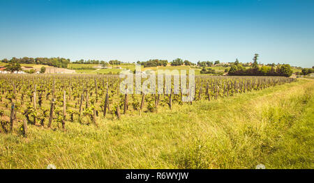 Weinberg von Saint-Emilion, Frankreich, in der Nähe von Bordeaux am Ende des Frühlings 2017 Stockfoto