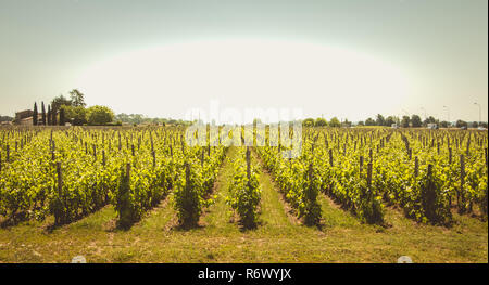 Weinberg von Saint-Emilion, Frankreich, in der Nähe von Bordeaux am Ende des Frühlings 2017 Stockfoto