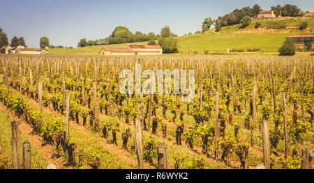 Weinberg von Saint-Emilion, Frankreich, in der Nähe von Bordeaux am Ende des Frühlings 2017 Stockfoto