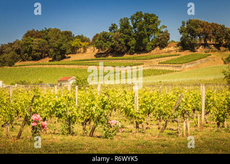 Weinberg von Saint-Emilion, Frankreich, in der Nähe von Bordeaux am Ende des Frühlings 2017 Stockfoto