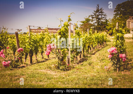 Weinberg von Saint-Emilion, Frankreich, in der Nähe von Bordeaux am Ende des Frühlings 2017 Stockfoto