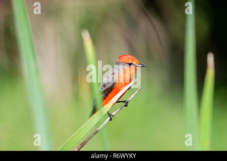 Ein leuchtend roter Männlichen Vermilion Schopftyrann (Pyrocephalus rubinus) Bei der Jagd nach Beute in Punta De Mita, Nayarit, Mexiko gehockt Stockfoto