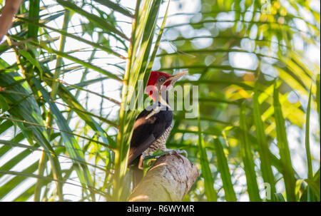 Eine helle rote Crested männlichen Lineated Woodpecker (Dryocopus pileatus) sitzt in Palmblättern in Dappled Sonnenlicht in Punta De Mita, Nayarit, Mexiko Stockfoto