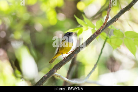 Eine männliche MacGillivray Warbler (Geothlypis tolmiei) auf eine Niederlassung in Punta De Mita, Nayarit, Mexiko gehockt Stockfoto