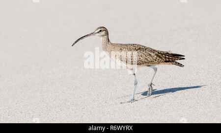 Ein regenbrachvogel (Numenius phaeopus) Jagt an einem weissen Sandstrand in Punta De Mita, Nayarit, Mexiko Stockfoto