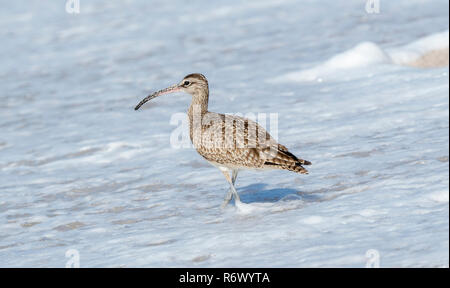 Ein regenbrachvogel (Numenius phaeopus) Jagt an einem weissen Sandstrand in Punta De Mita, Nayarit, Mexiko Stockfoto