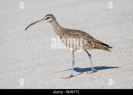 Ein regenbrachvogel (Numenius phaeopus) Jagt an einem weissen Sandstrand in Punta De Mita, Nayarit, Mexiko Stockfoto