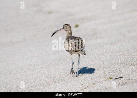 Ein regenbrachvogel (Numenius phaeopus) Jagt an einem weissen Sandstrand in Punta De Mita, Nayarit, Mexiko Stockfoto