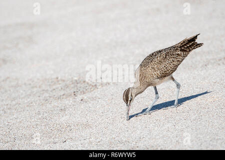 Ein regenbrachvogel (Numenius phaeopus) Jagt an einem weissen Sandstrand in Punta De Mita, Nayarit, Mexiko Stockfoto