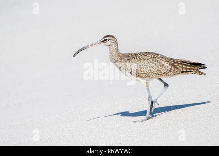 Ein regenbrachvogel (Numenius phaeopus) Jagt an einem weissen Sandstrand in Punta De Mita, Nayarit, Mexiko Stockfoto