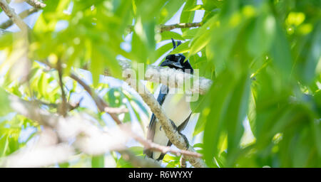 Eine endemische Black-throated Magpie-Jay (Calocitta colliei) liegt hoch in einem Baum in Punta De Mita, Nayarit, Mexiko Stockfoto