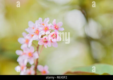 Rosa Blumen auf den Busch. Geringe Tiefenschärfe. Stockfoto