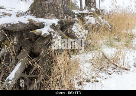 Pinien mit knorrigen Wurzeln, die auf die Neigung zur Bodenerosion ausgesetzt. Ökologische Probleme. Stockfoto