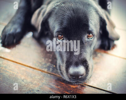 Schwarzer Labrador Retriever Hund Stockfoto