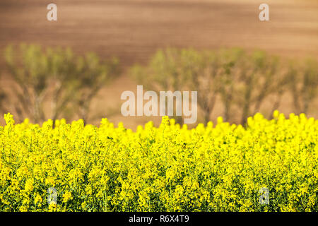 Raps- Felder. Ackerflächen im Frühjahr Stockfoto