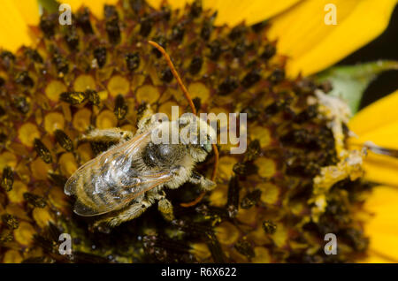 Langhörnigen Biene, Melissodes sp., auf Ashy Sonnenblume, Helianthus Mollis Stockfoto