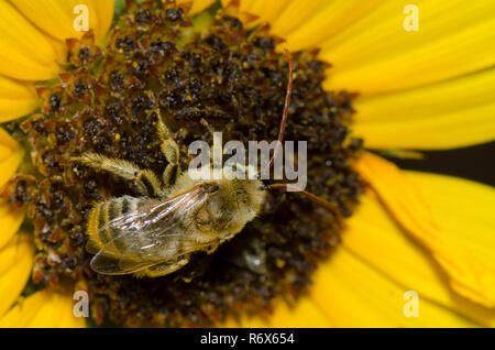 Langhörnigen Biene, Melissodes sp., auf Ashy Sonnenblume, Helianthus Mollis Stockfoto