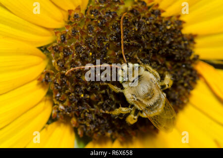 Langhörnigen Biene, Melissodes sp., auf Ashy Sonnenblume, Helianthus Mollis Stockfoto