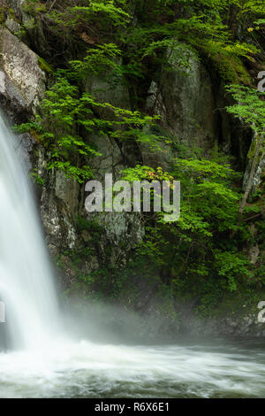 Bäume und Pflanzen wachsen aus den Felsen entlang Bash Bish Bach neben Bash Bish Falls. Bash Bish Falls State Park, Massachusetts Stockfoto