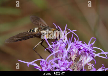 Bienen fliegen, Exoprosopa sp., Blazing Star, Liatris sp. Stockfoto