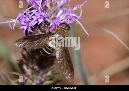 Bienen fliegen, Exoprosopa sp., Blazing Star, Liatris sp. Stockfoto
