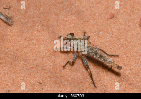 Räuberfliege, Proctacanthella sp., männlich Stockfoto