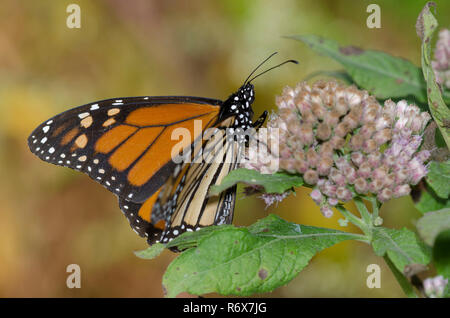 Monarch Danaus plexippus, auf saltmarsh Berufskraut, Pluchea odorata Stockfoto