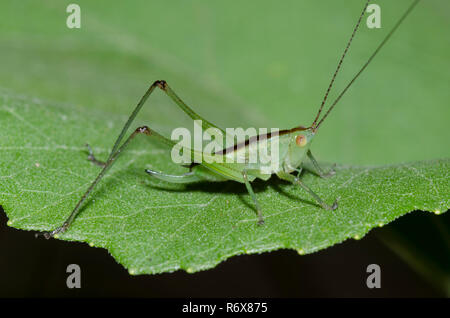 Wiese Katydid, Stamm Conocephalini, weiblichen Nymphe Stockfoto