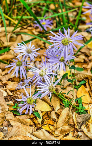 Sternförmige lila Blüten eines Aster in einer Umgebung mit Laub i n ein Garten im Herbst Stockfoto