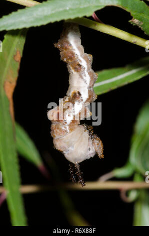 Viceroy, Limenitis Archippus, Nachts pupating auf schwarz Weide, Salix nigra Stockfoto