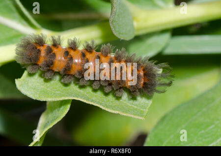 Unerwartete Cycnia, Cycnia collaris, Larve auf grünem Milchkraut, Asclepias viridis Stockfoto