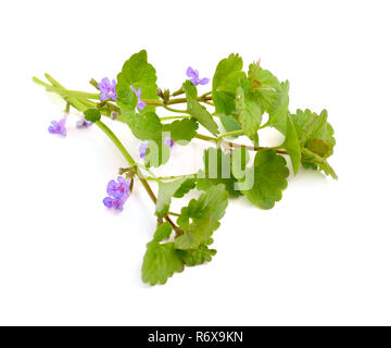 Glechoma hederacea, Efeu, Gill-über-die-Masse, creeping Charlie, alehoof, tunhoof, catsfoot, Feld Balsam, run-away-Robin. Stockfoto