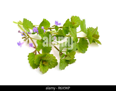 Glechoma hederacea, Efeu, Gill-über-die-Masse, creeping Charlie, alehoof, tunhoof, catsfoot, Feld Balsam, run-away-Robin. Stockfoto