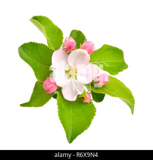 Apple-Blumen Stockfoto