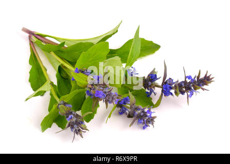 Ajuga genevensis isoliert. Stockfoto