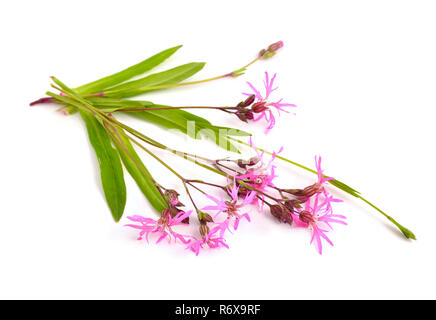 Lupinus flos-cuculi, die gemeinhin als Ragged-Robin Stockfoto