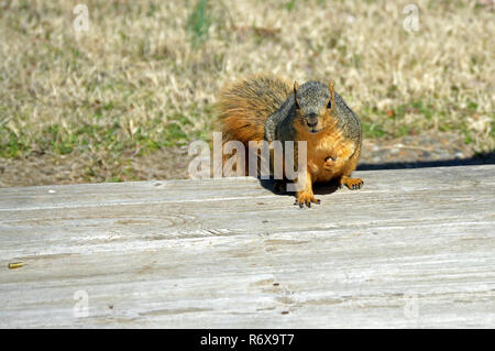 Eine rote squirred hält auf dem Deck gerade lang genug für ein Portrait Stockfoto