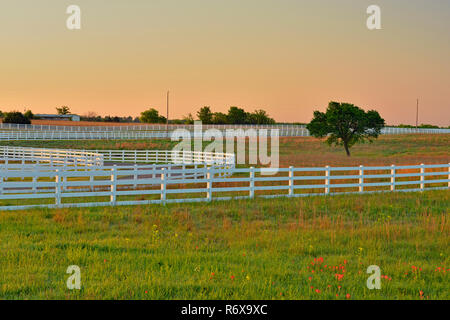 Cimarron Tal pferd Reha-zentrum, Stroud, Oklahoma, USA Stockfoto